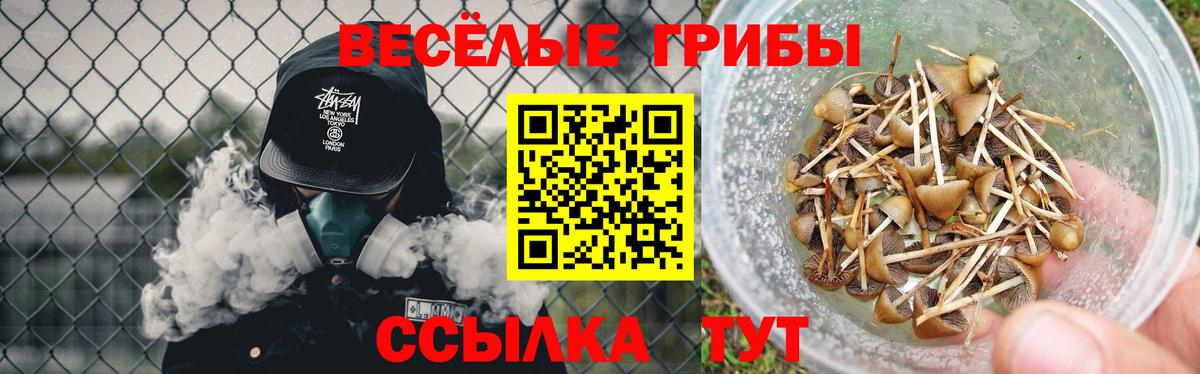 Галлюциногенные грибы Psilocybine cubensis Горно-Алтайск